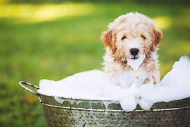 Castile Soap for Pets: A Safe and Gentle Option for Fur Babies