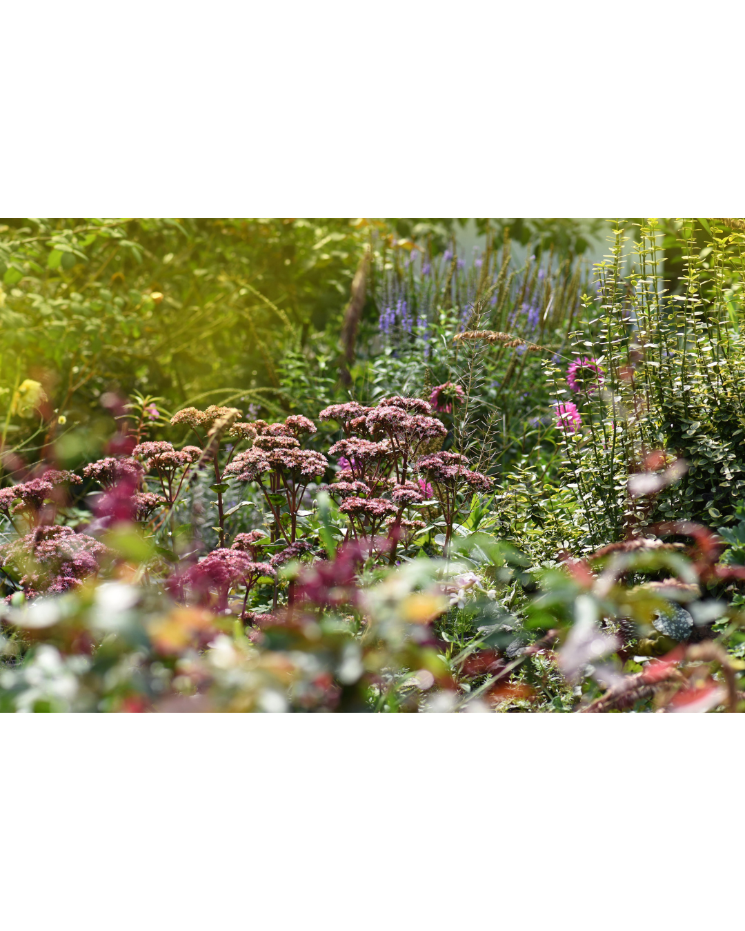 How to Use Castile Soap for Healthy, Chemical-Free Plants